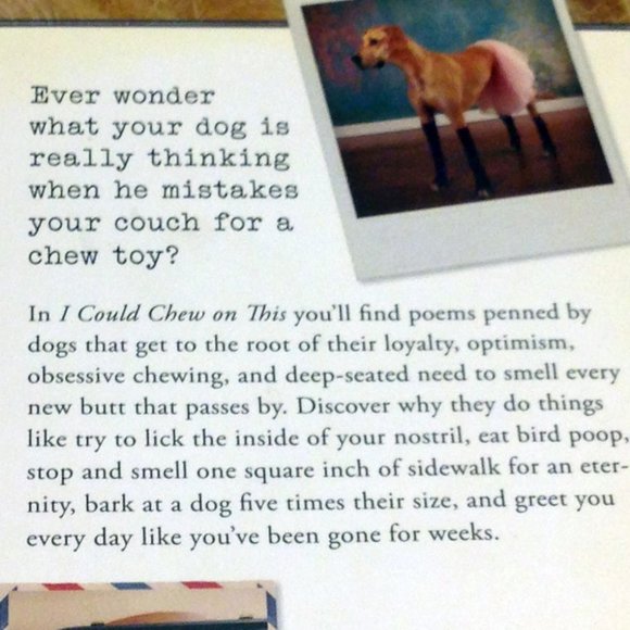 Pet Humor, I could Chew On This. What dogs think.....? - Picture 3 of 9